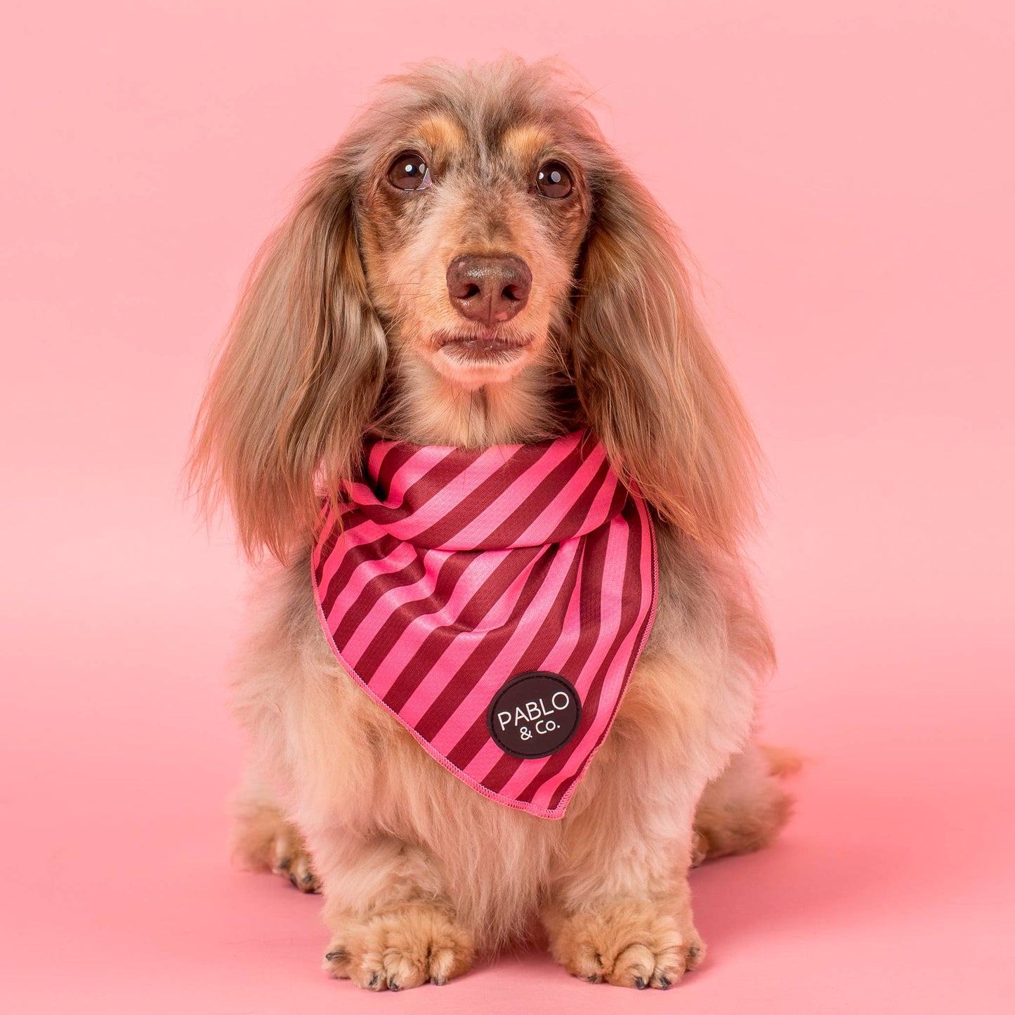 Rayures Rougissantes : Bandana pour Chien: Petit