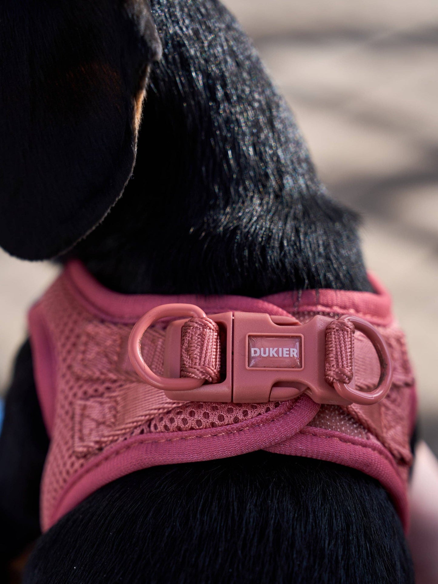 HARNAIS BODY CHIEN TERRACOTTA: M