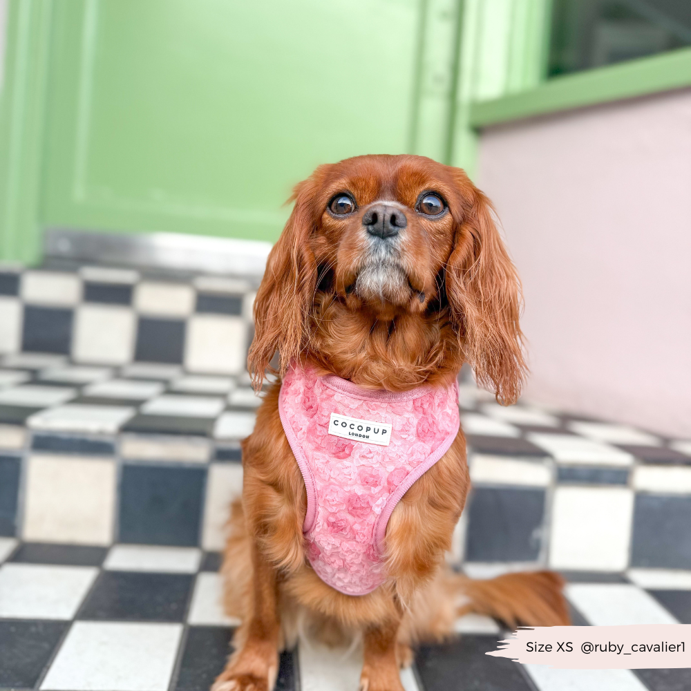 Arnés de cuello ajustable Peony Pup: M