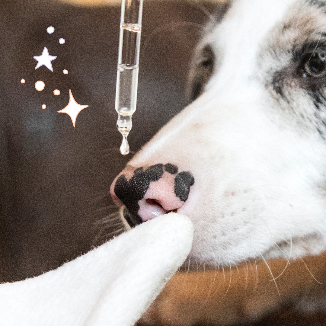 Cuidado Limpiador de ojos para perros y gatos, "Mirada"