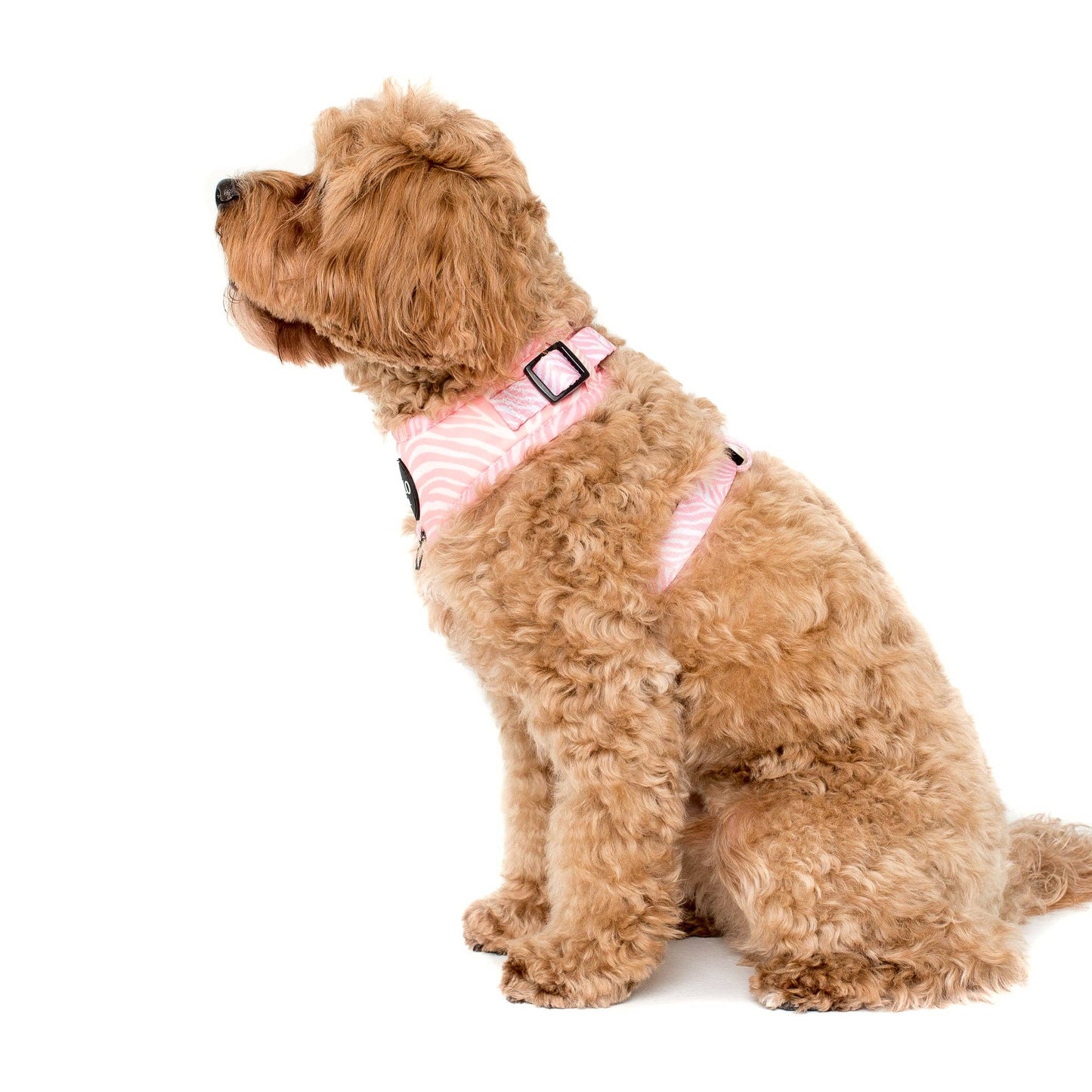 Pink Zebra : HARNAIS AJUSTABLE POUR CHIEN: Petit