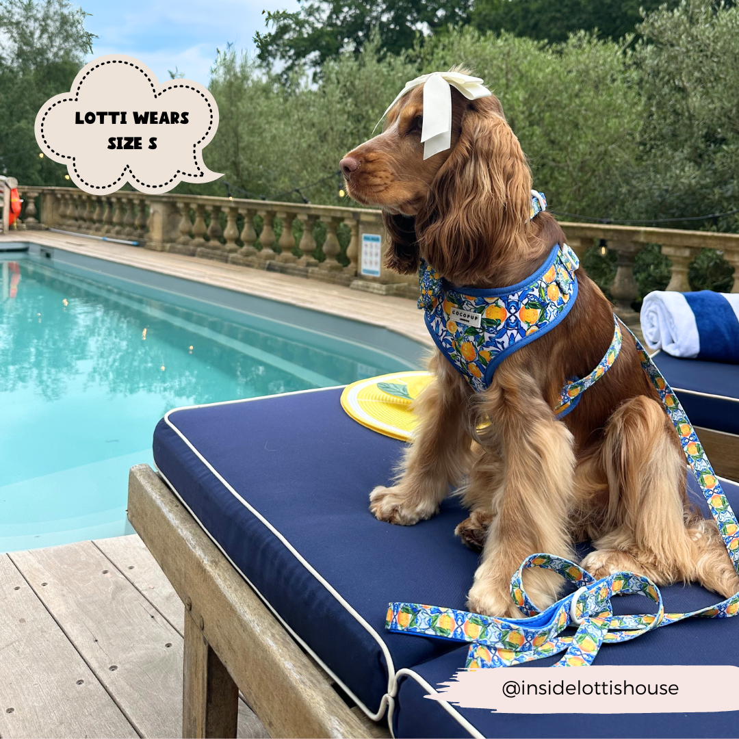 Arnés ajustable para perro con cuello estilo limón Amalfi: S
