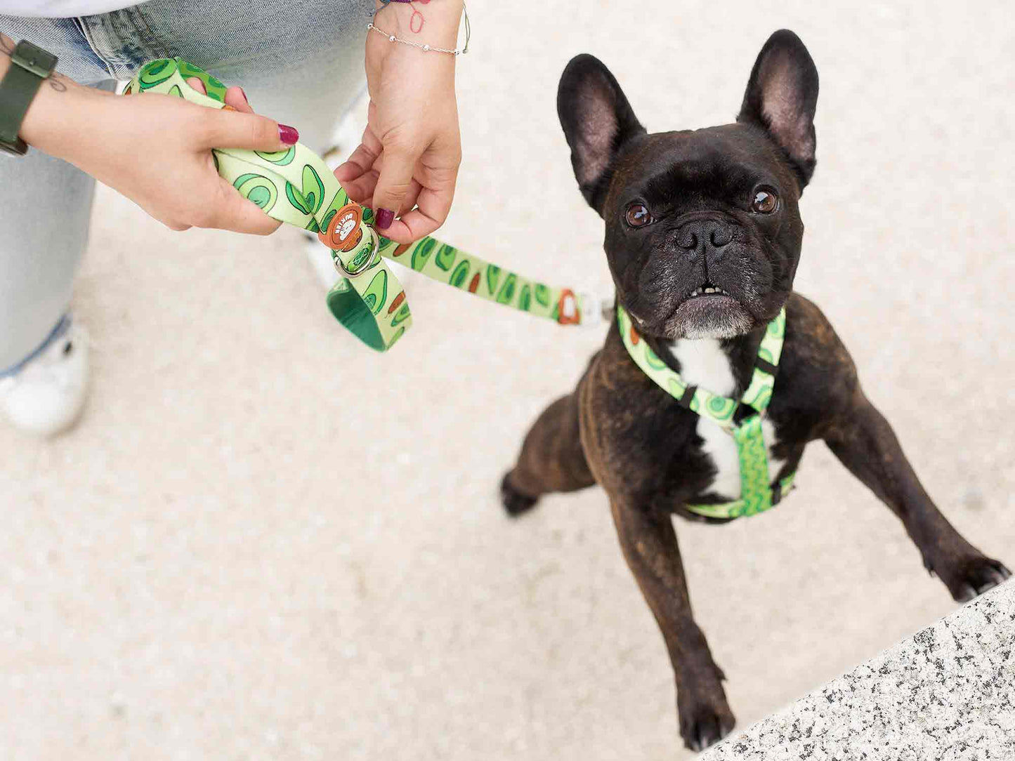 ARNÉS CLÁSICO PARA PERRO AGUACATE