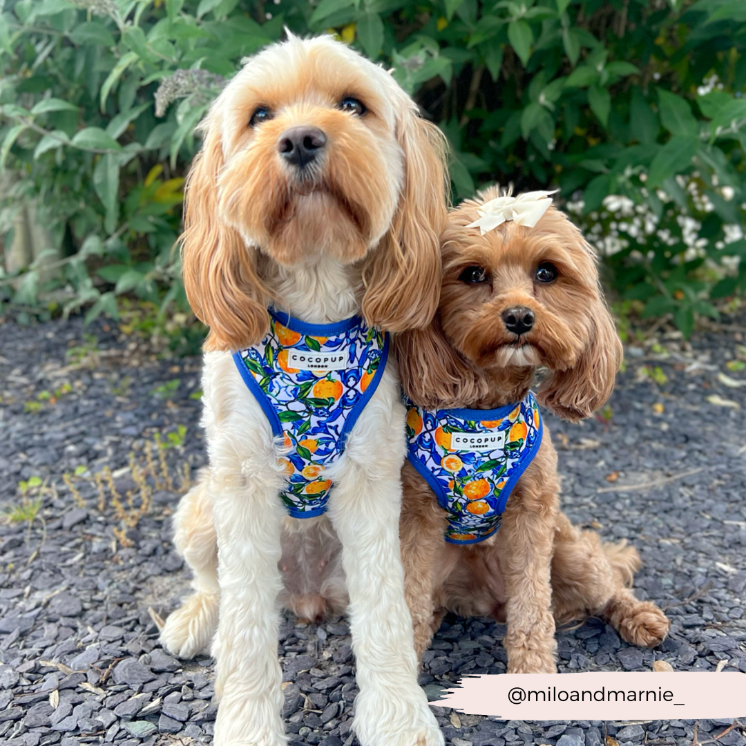 Arnés ajustable para perro con cuello estilo limón de Amalfi: M