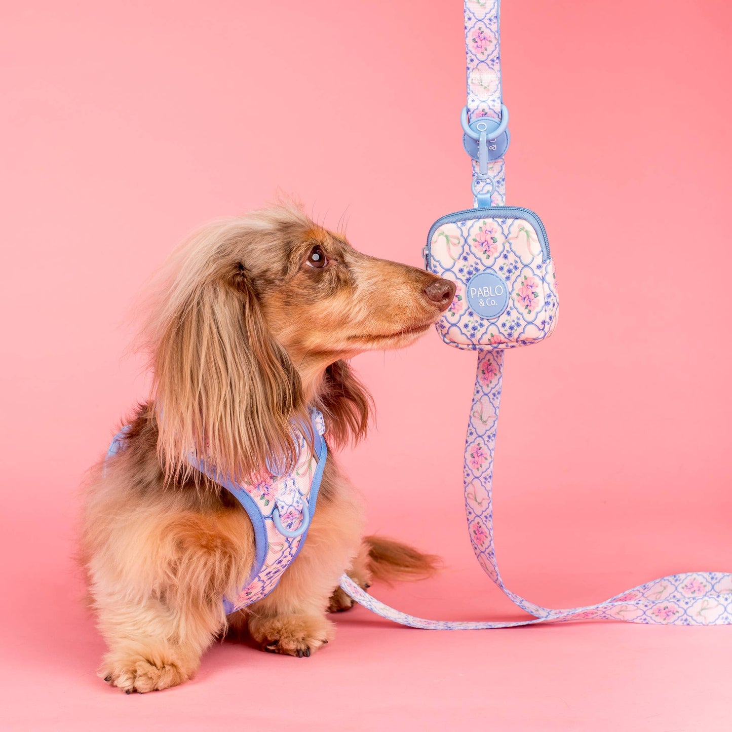 Pétale : Laisse pour chien: 2.5cm