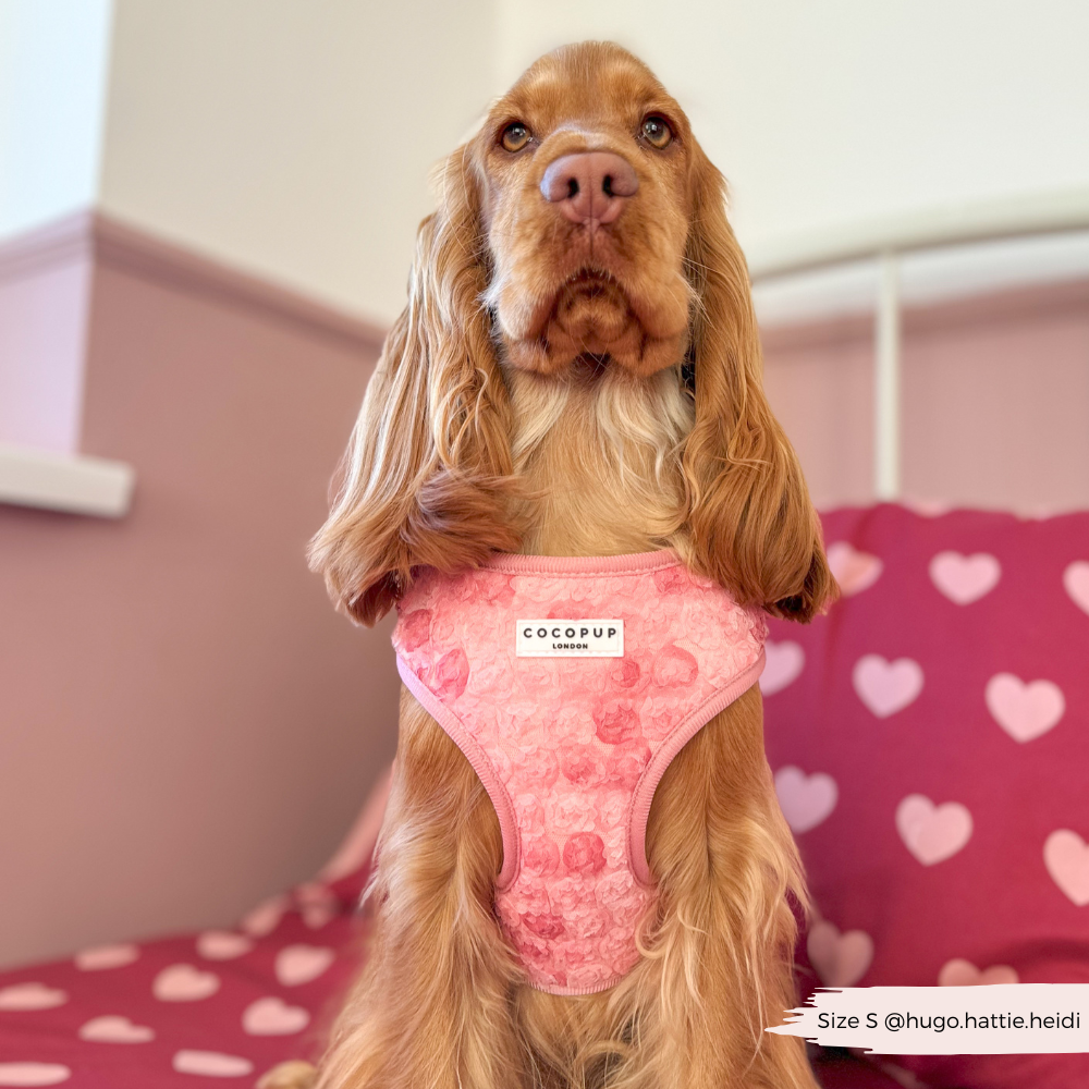 Arnés de cuello ajustable Peony Pup: M