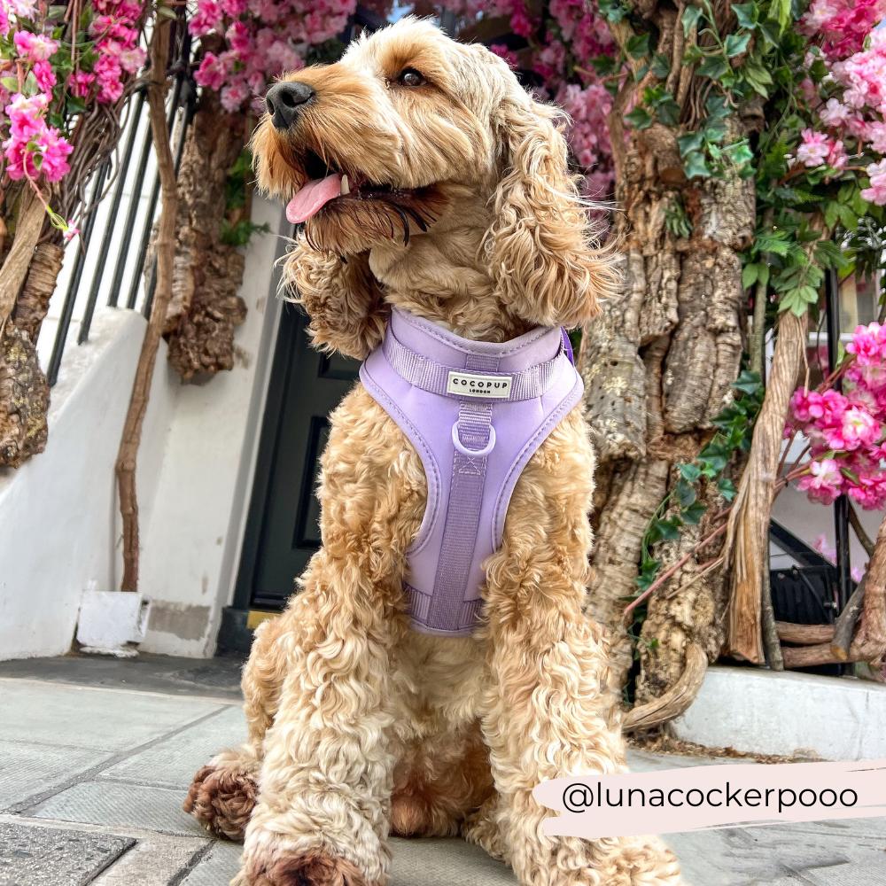 Arnés ajustable para perro NAKD Parma Violets: M