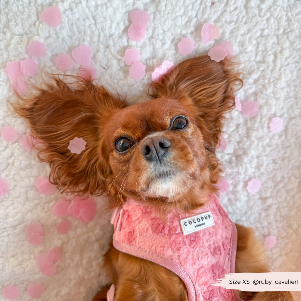 Arnés de cuello ajustable Peony Pup: M