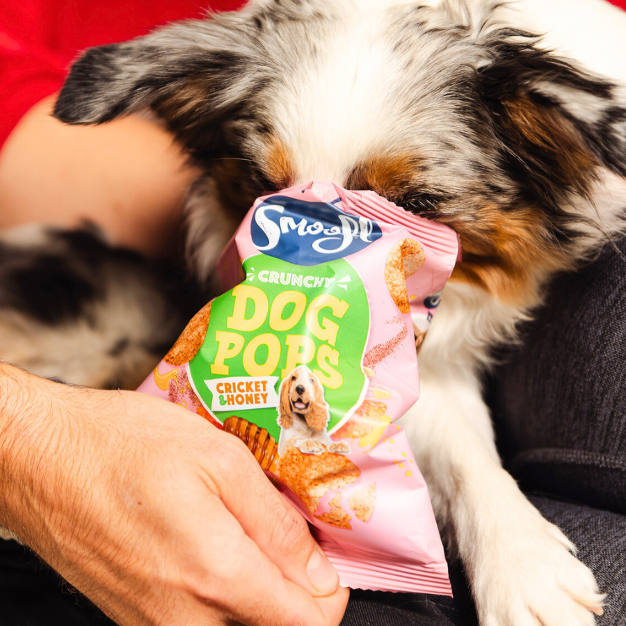 Dog Pops crujientes de grillos y miel para perros