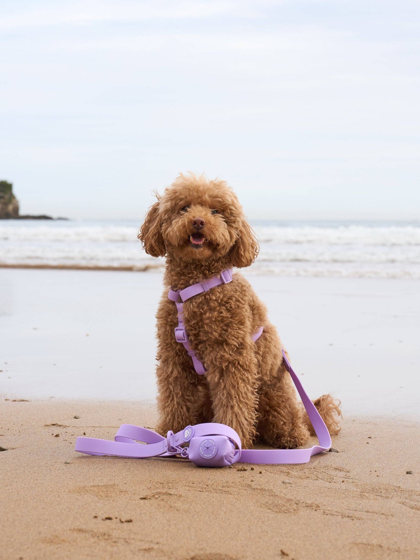 CORREA WATERPROOF PARA PERRO PURPLE: S