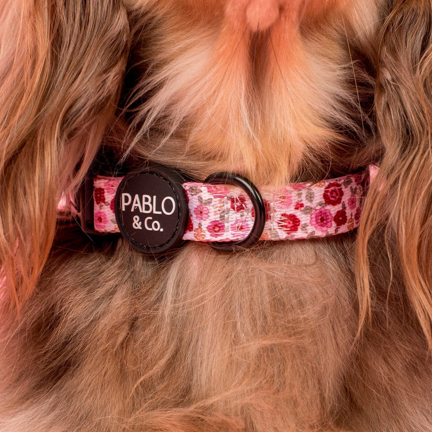 Primrose : Collar para perro: H