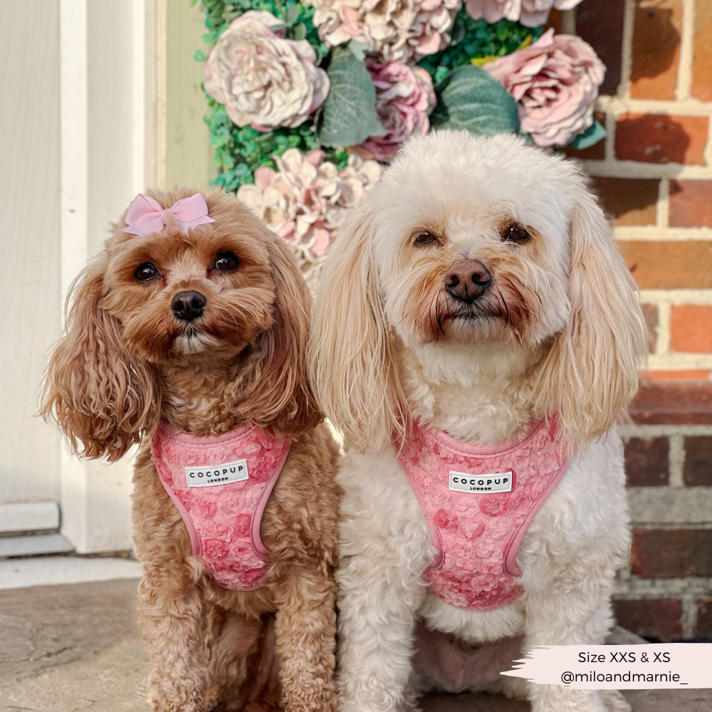 Arnés de cuello ajustable Peony Pup: M