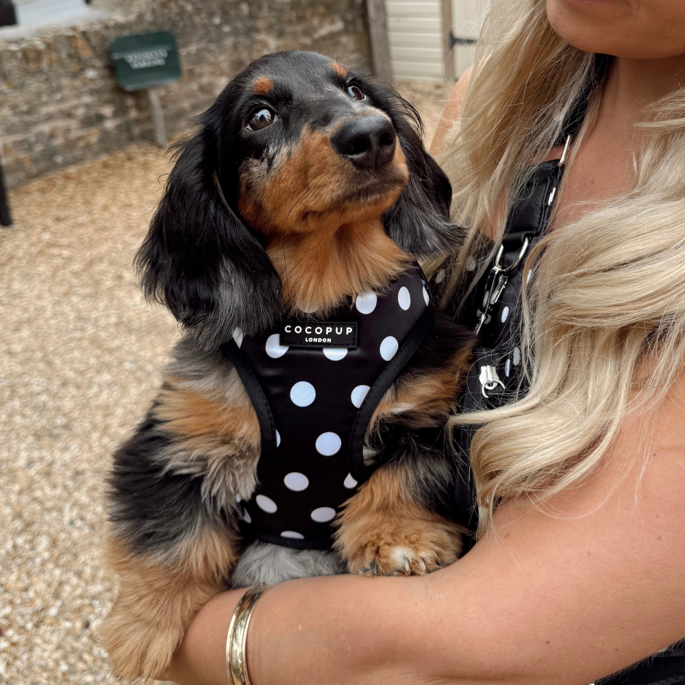 Harnais réglable pour chien en satin à pois: XS