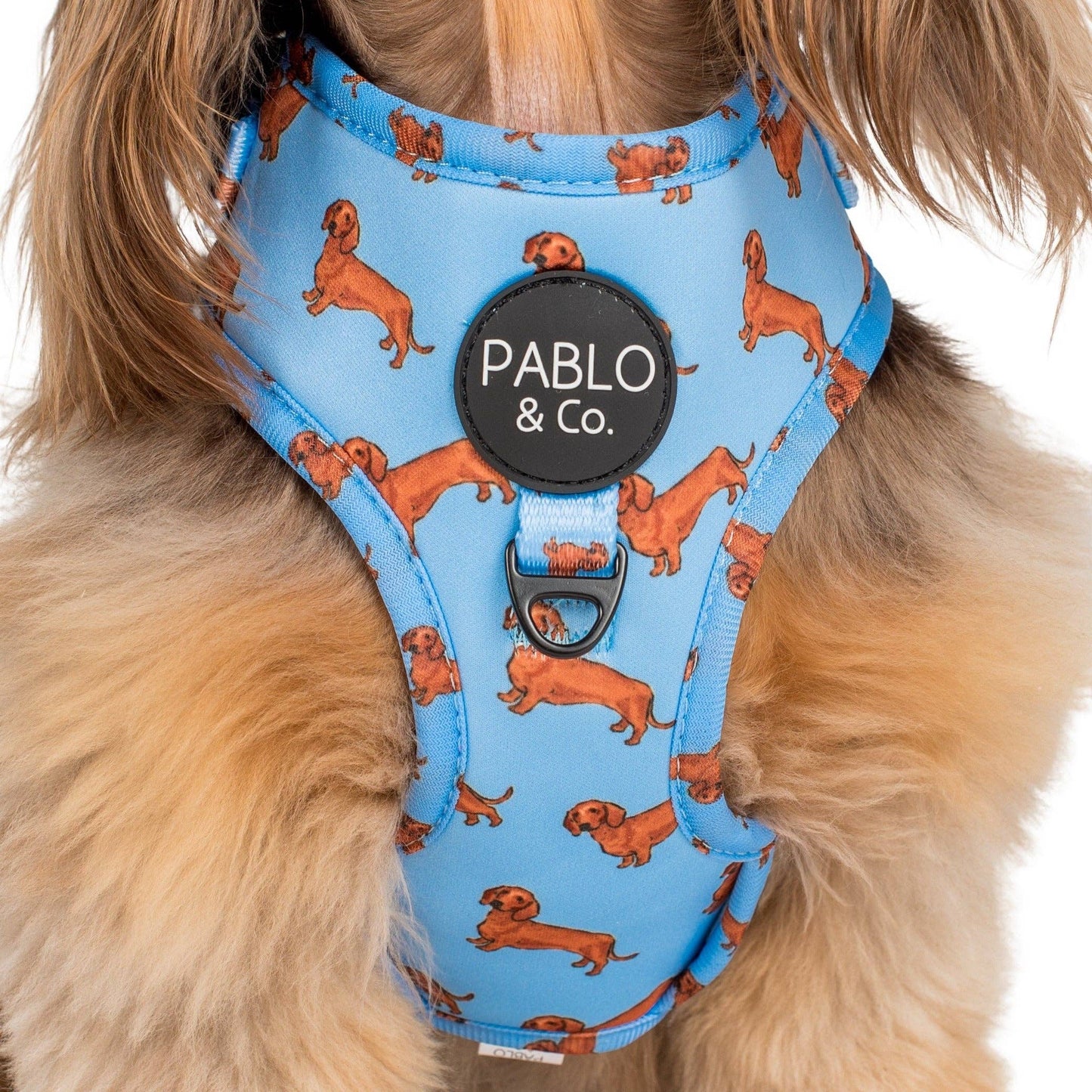 Teckel : harnais réglable pour chien: Moyenne