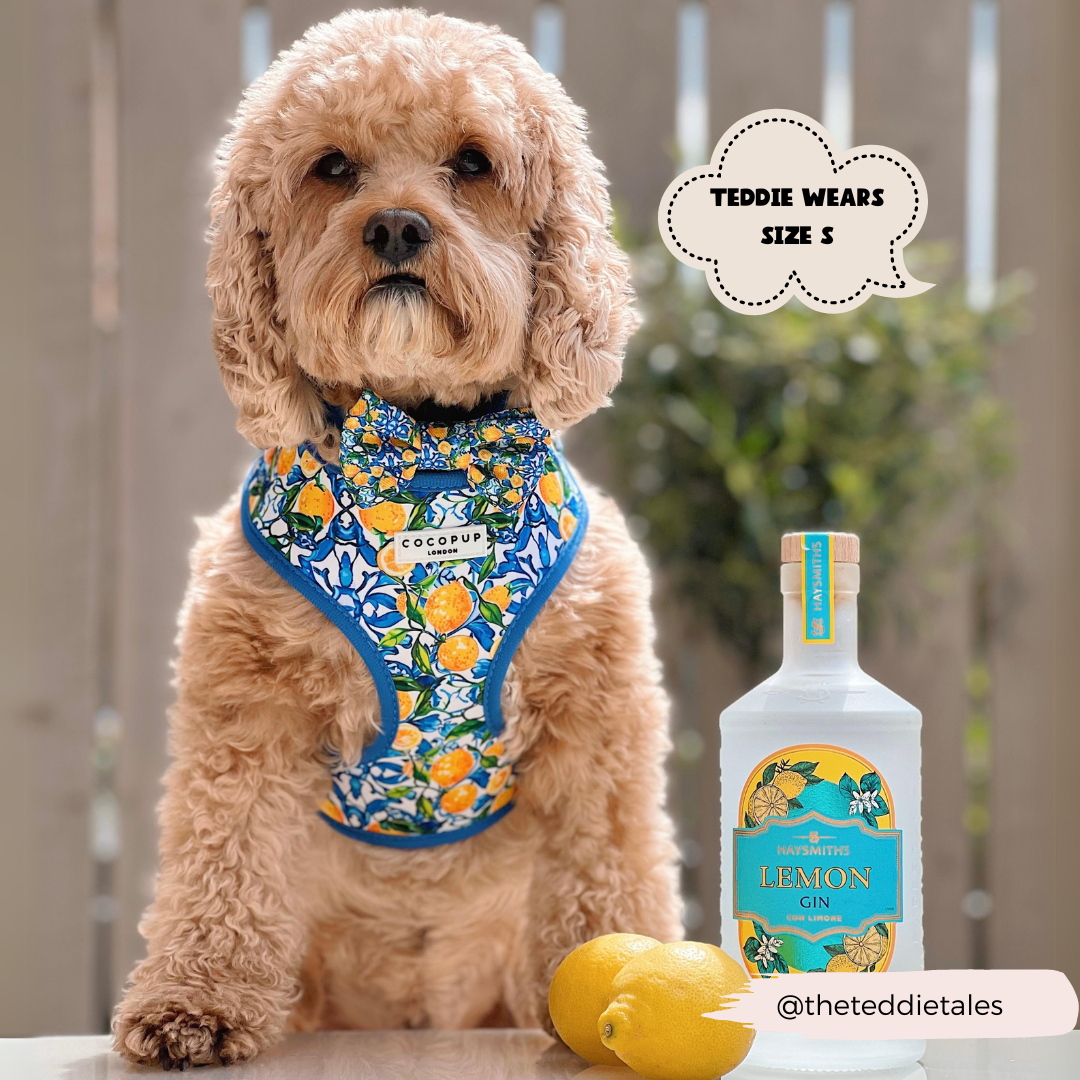 Arnés ajustable para perro con cuello estilo limón de Amalfi: M