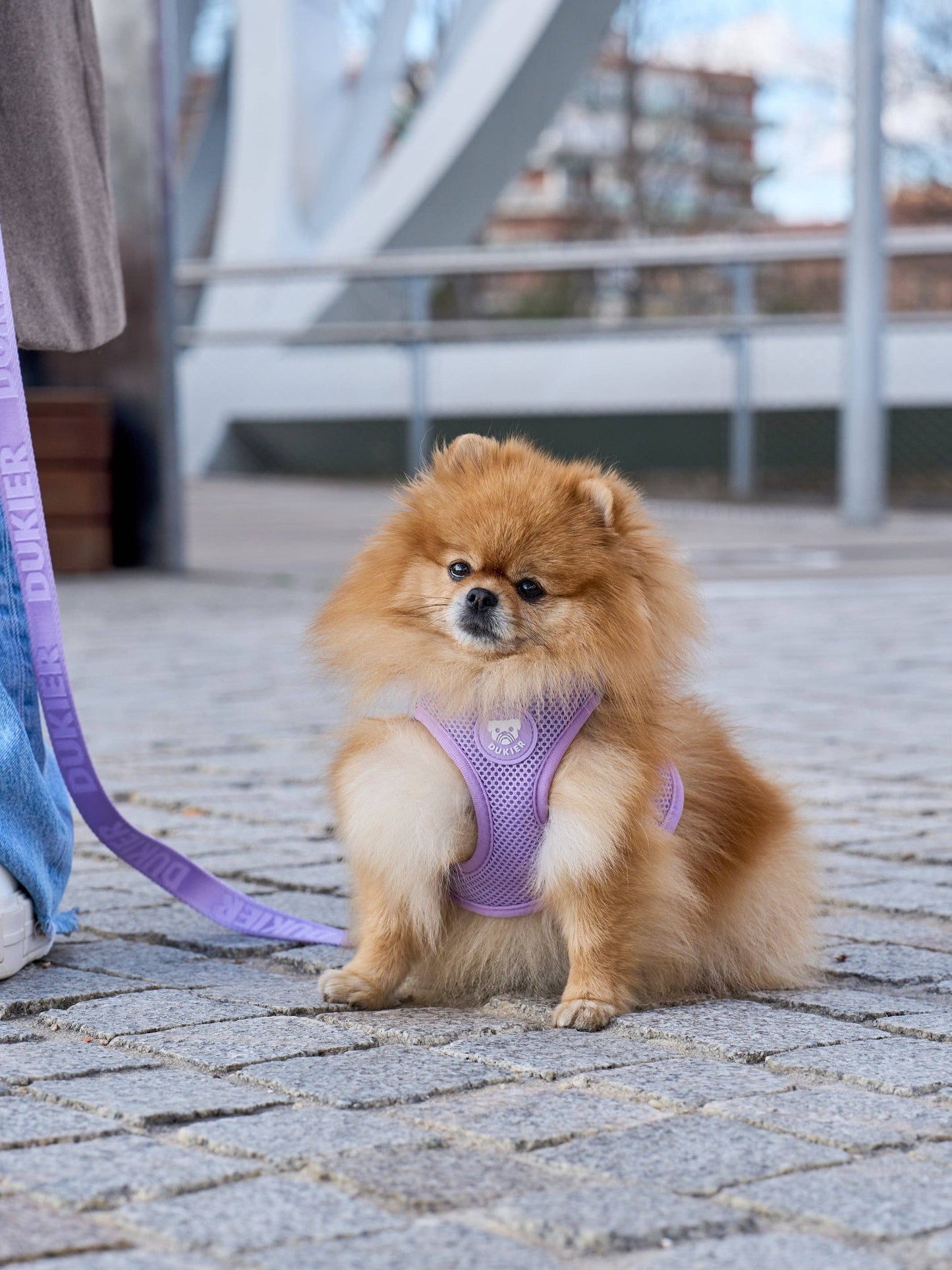 ARNÉS BODY PERRO VIOLETA: S