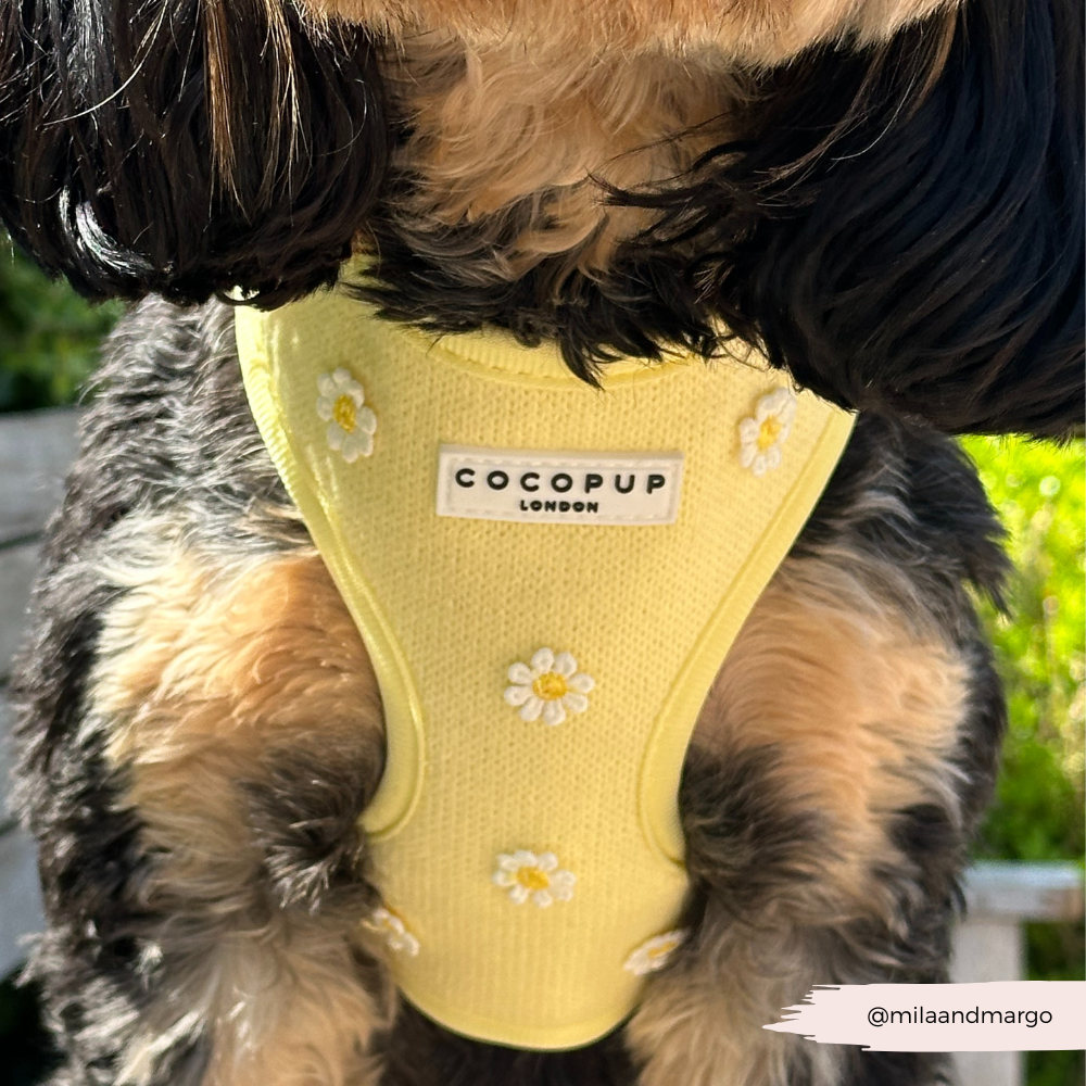 Harnais ajustable pour le cou Buttercup Pup : S
