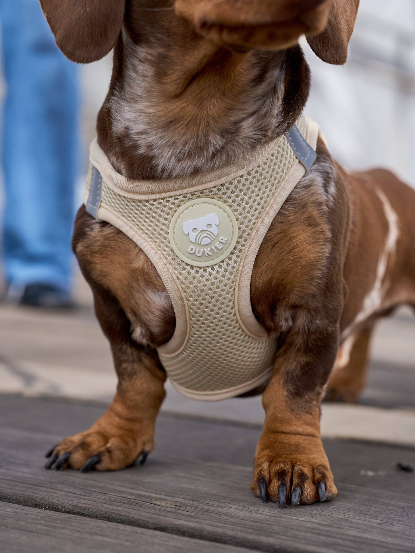 HARNAIS BODY CHIEN BEIGE: S