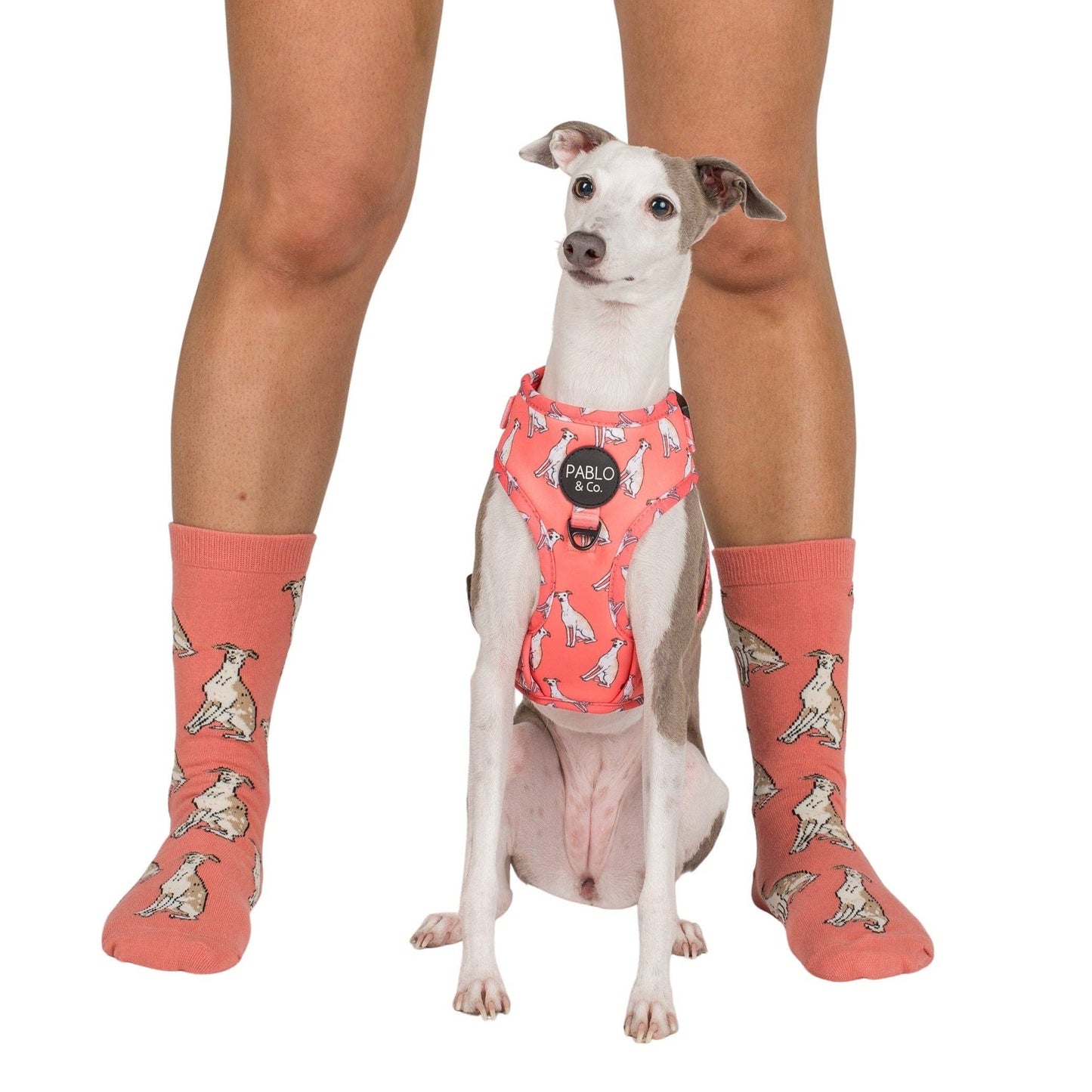 Chaussettes Dog Race: Teckel