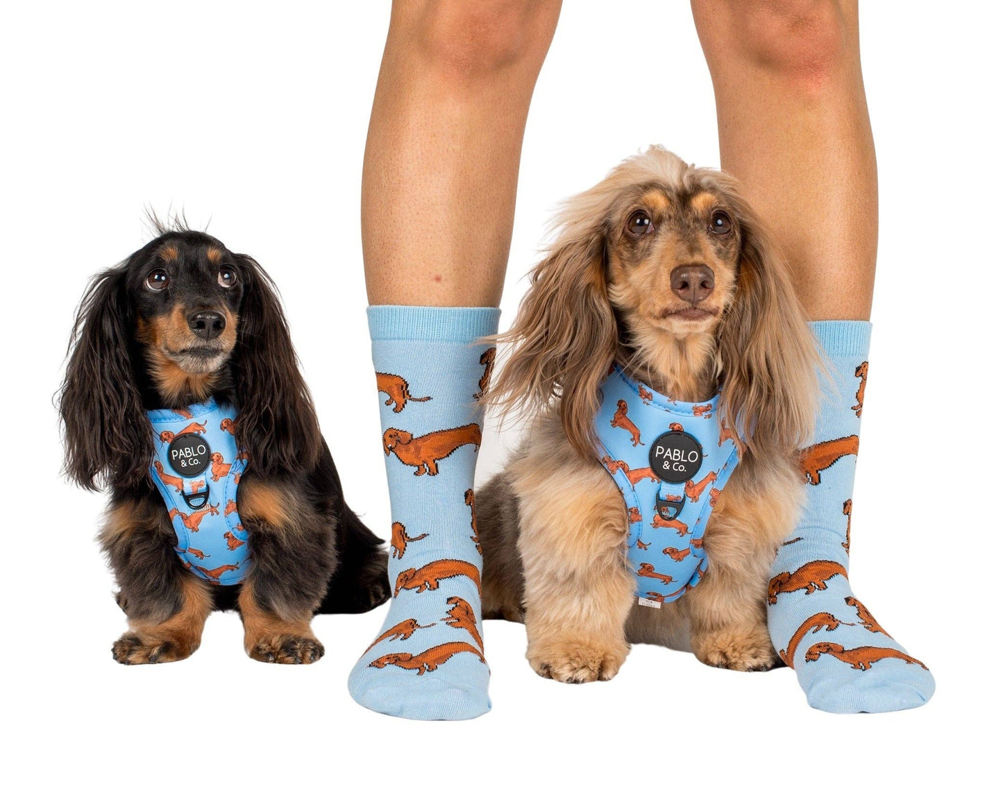 Teckel : harnais réglable pour chien: Moyenne