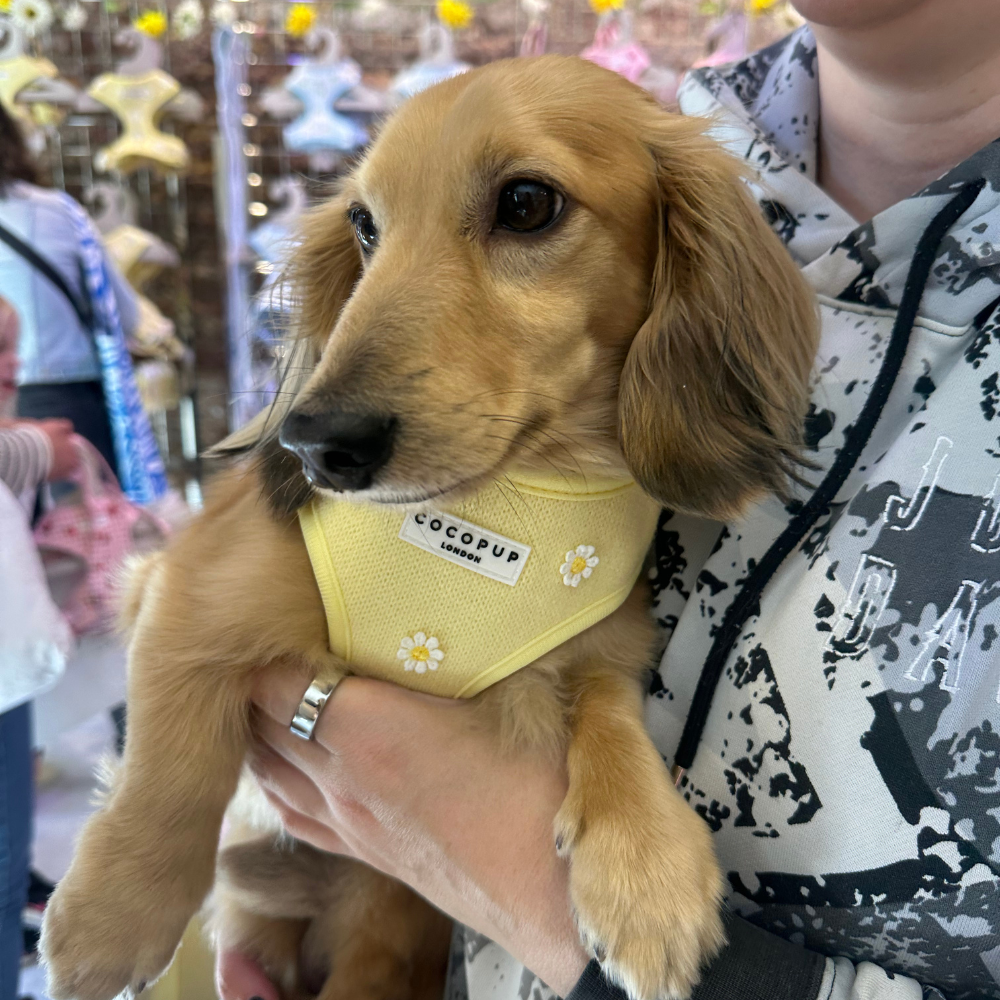 Buttercup Pup Adjustable Neck Harness: M