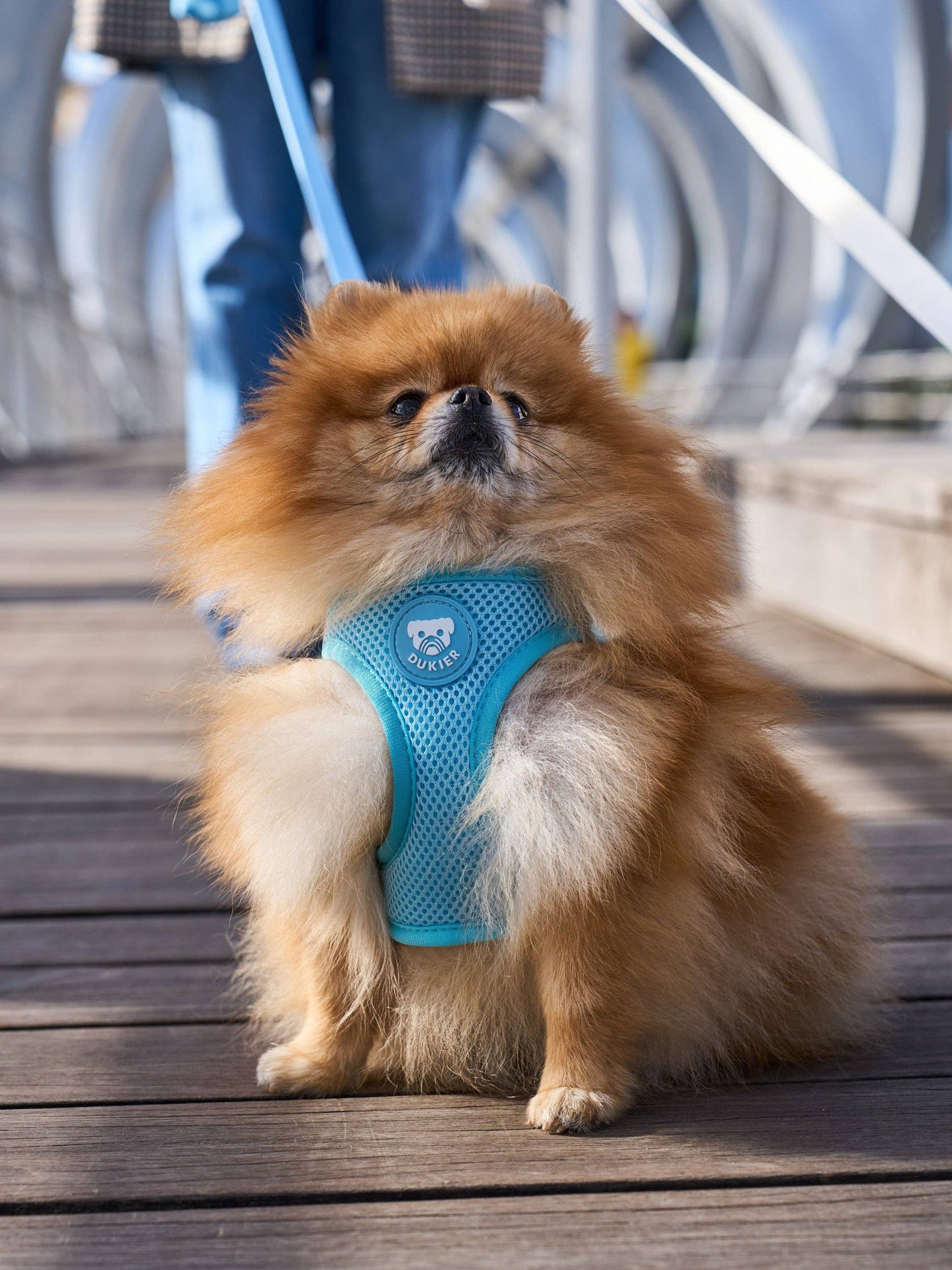 HARNAIS BODY CHIEN SOFT BLUE: M