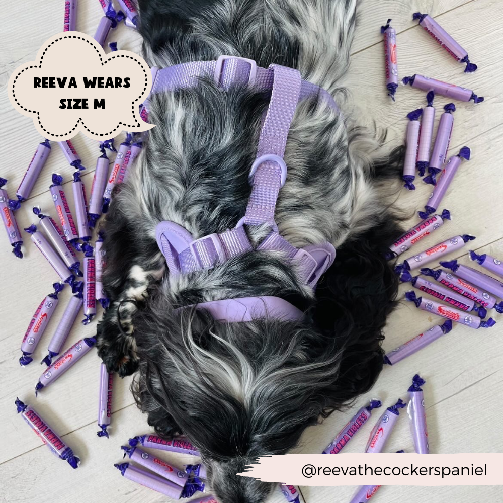 Arnés ajustable para perro NAKD Parma Violets: M