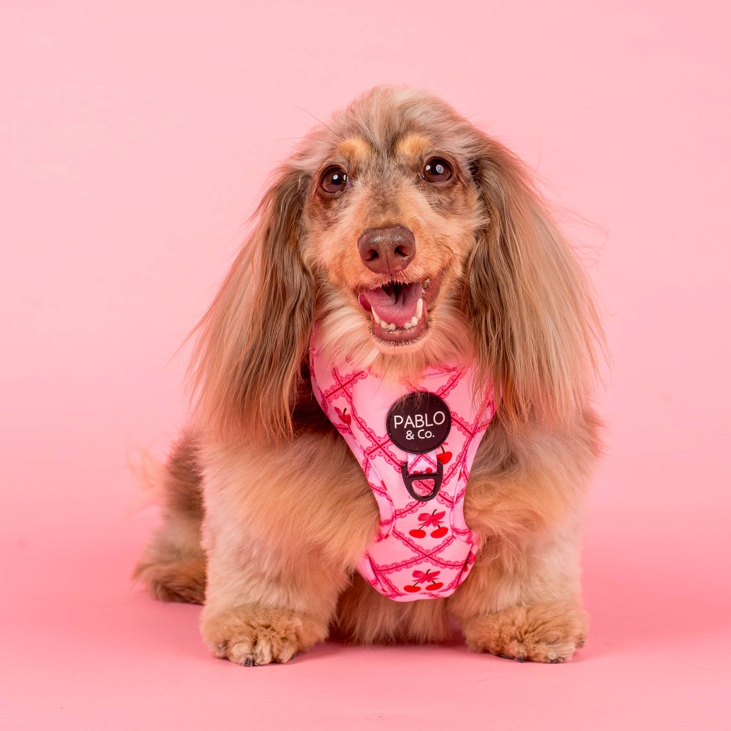 Ma chérie : Harnais pour chien entièrement réglable: Moyenne