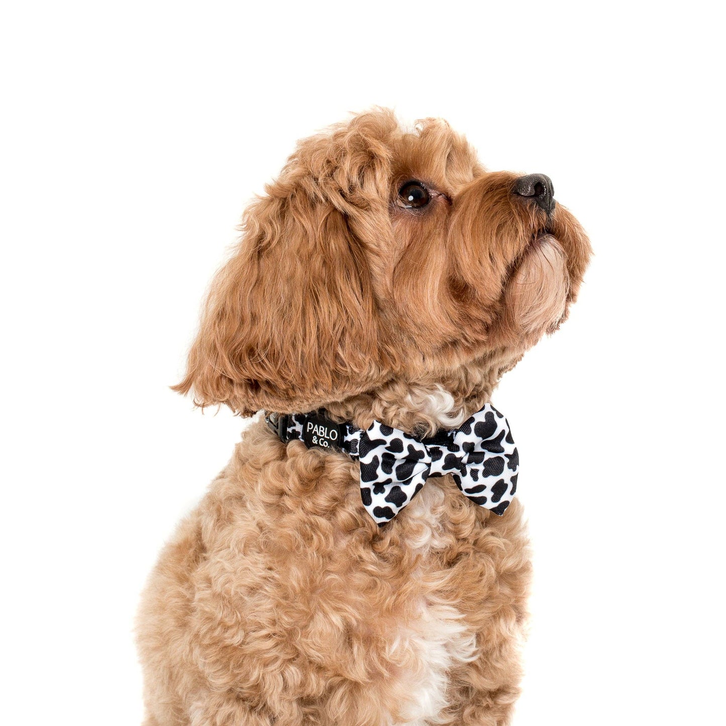 Moo Moo: CORBATA DE MOÑO PARA PERRO: Mediana
