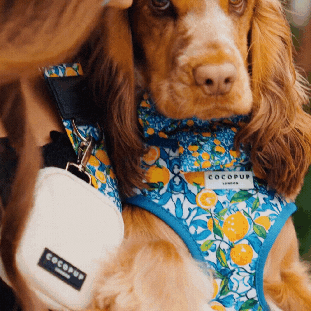 Arnés ajustable para perro con cuello estilo limón de Amalfi: M