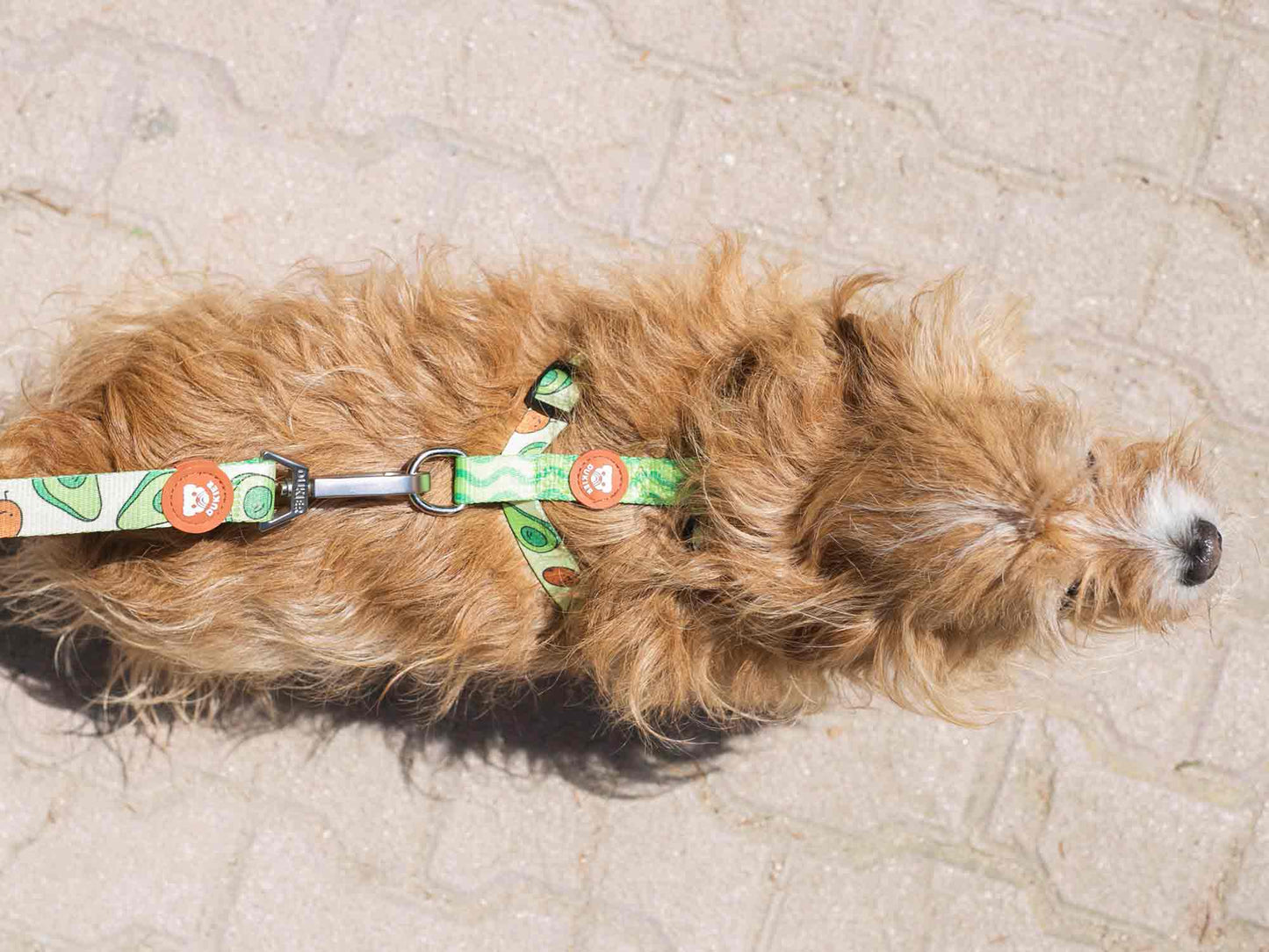 ARNÉS CLÁSICO PARA PERRO AGUACATE