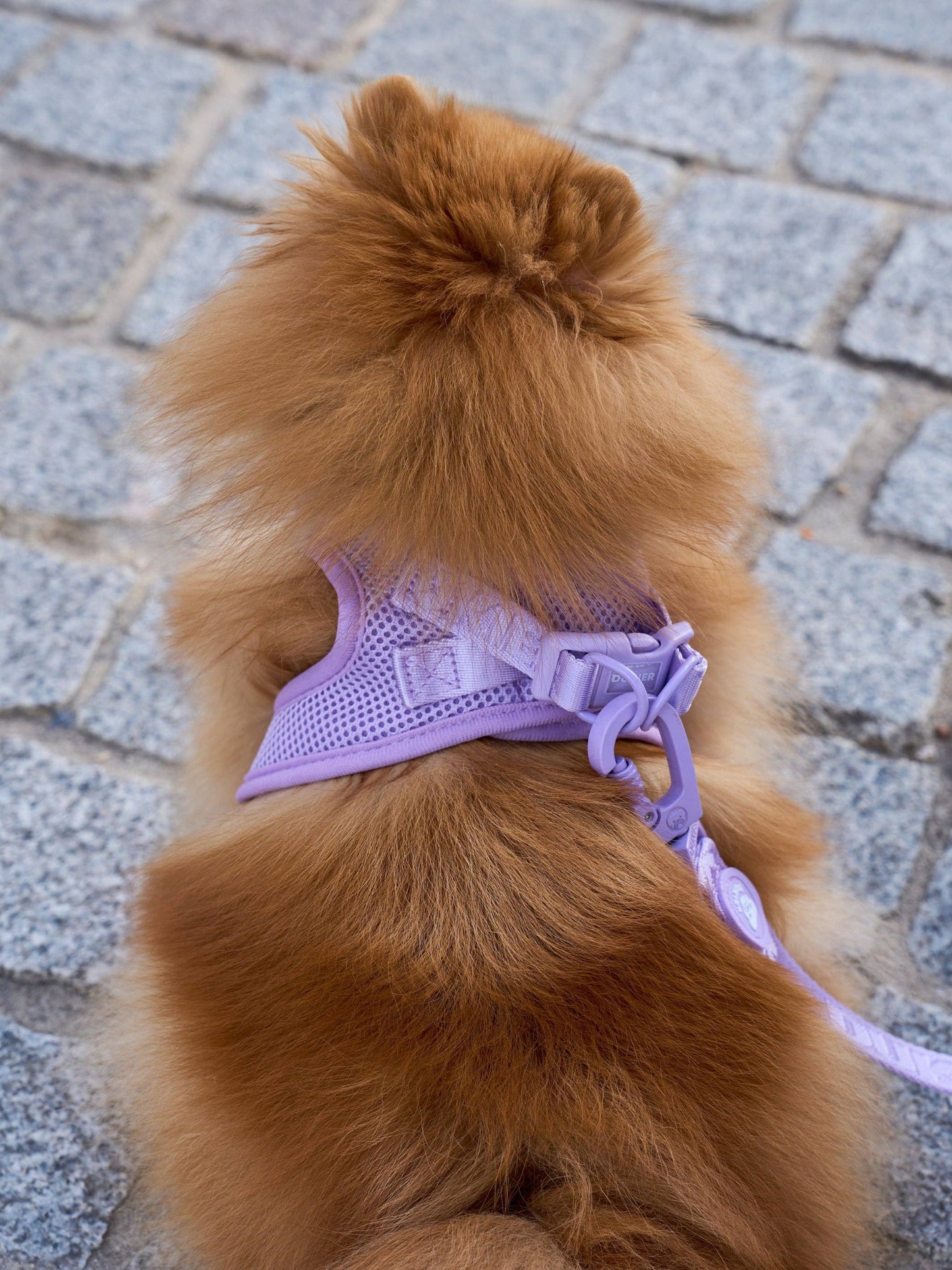 ARNÉS BODY PERRO VIOLETA: S