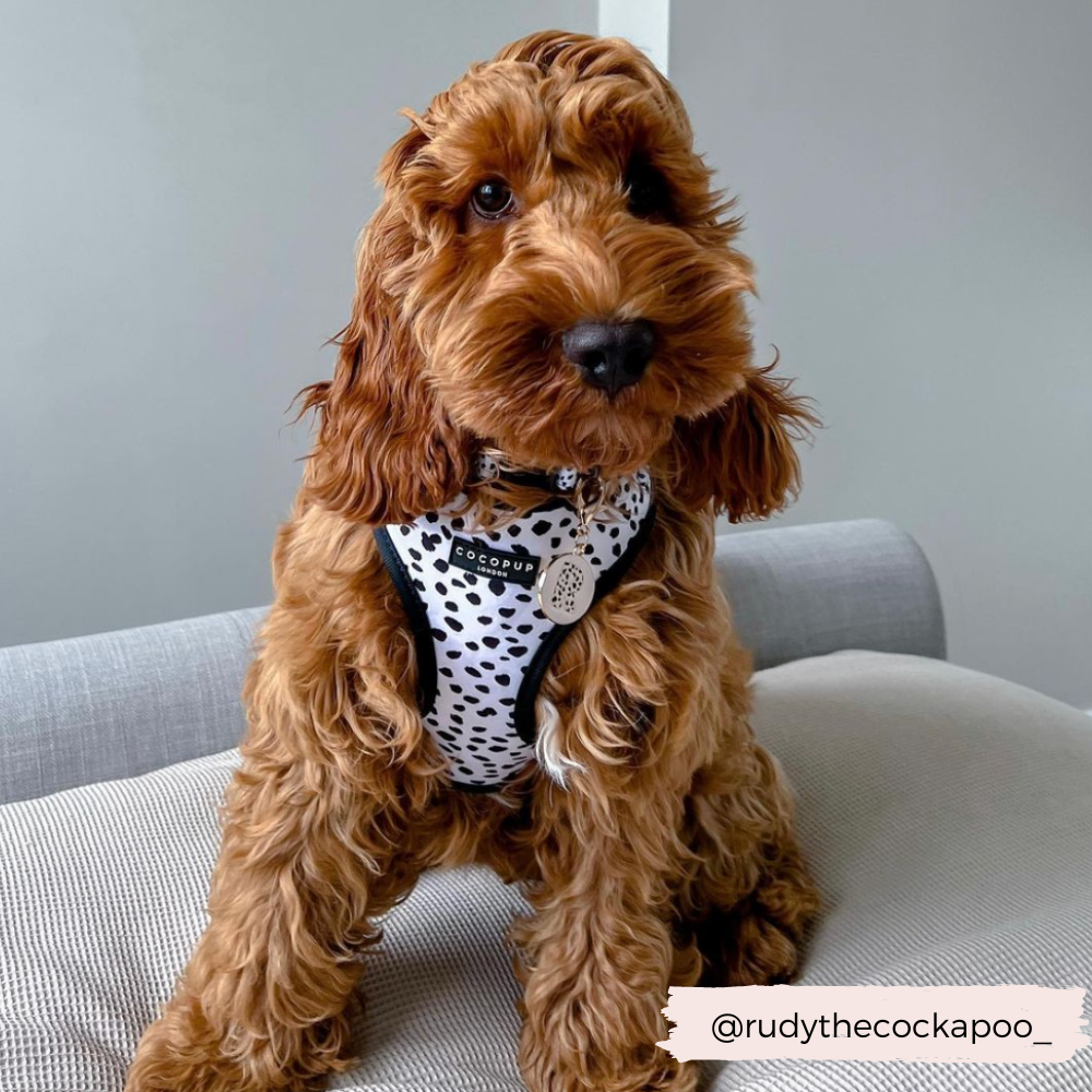 Arnés Ajustable para Perro con Estampado de Manchas Monocromáticas: M