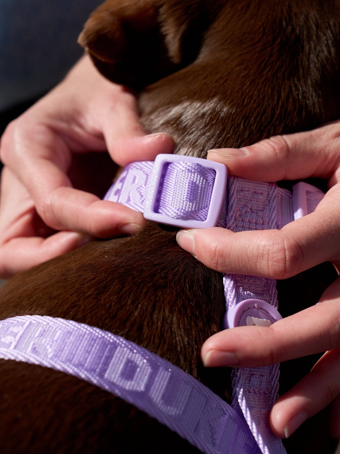 ARNÉS CLÁSICO MORADO PARA PERRO