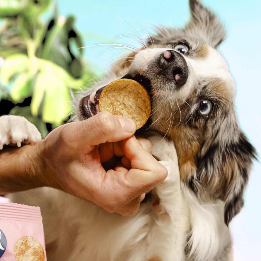 Dog Pops crujientes de grillos y miel para perros