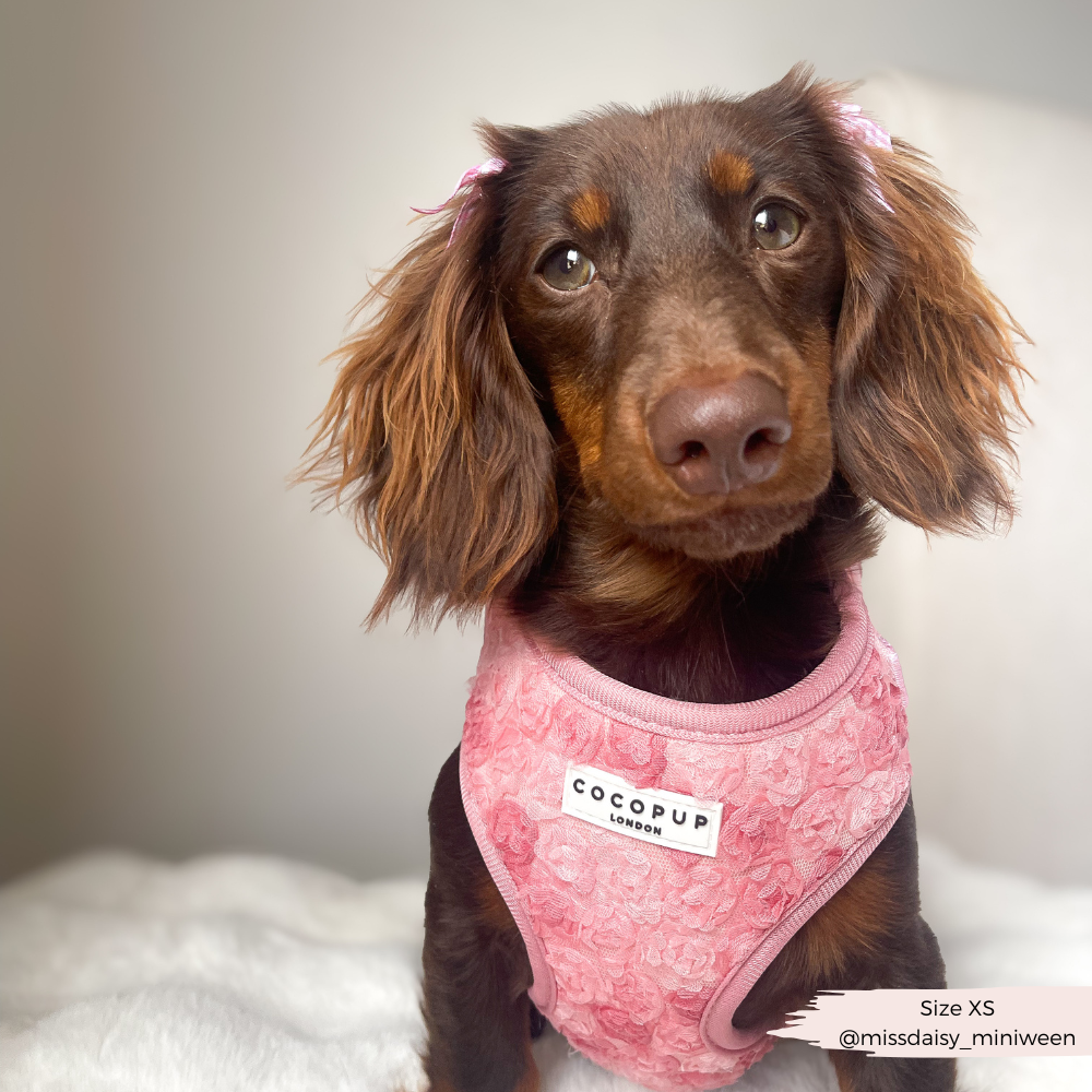 Arnés de cuello ajustable Peony Pup: M