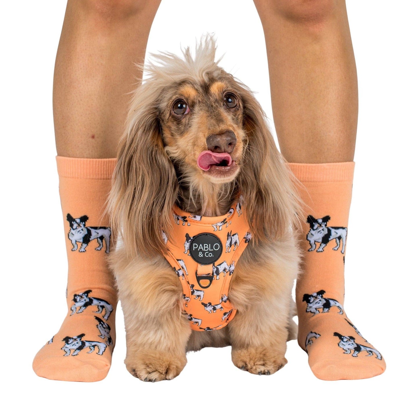 Chaussettes Dog Race: Bouledogue français