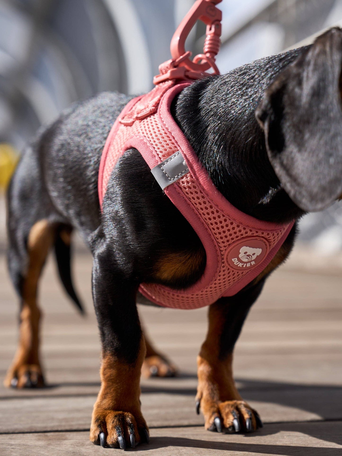 HARNAIS BODY CHIEN TERRACOTTA: XS