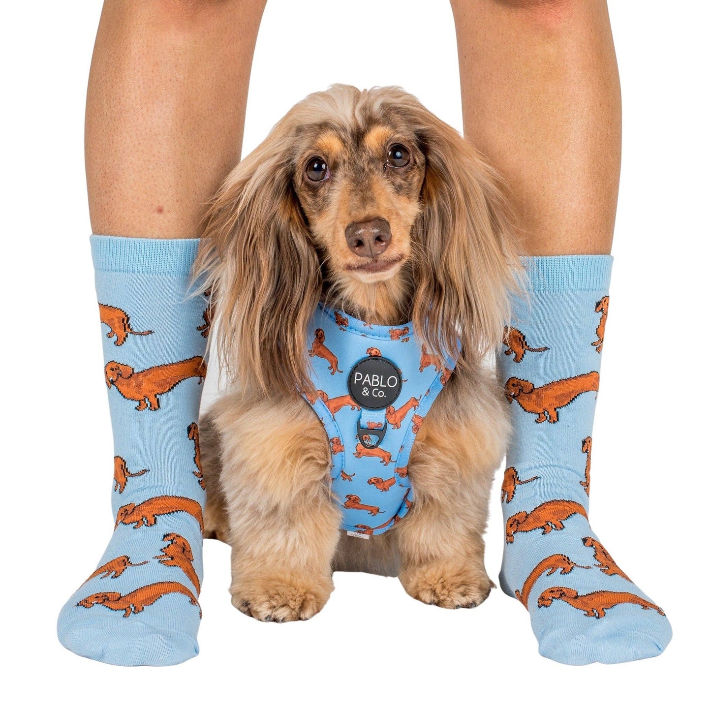 Chaussettes Dog Race: Teckel