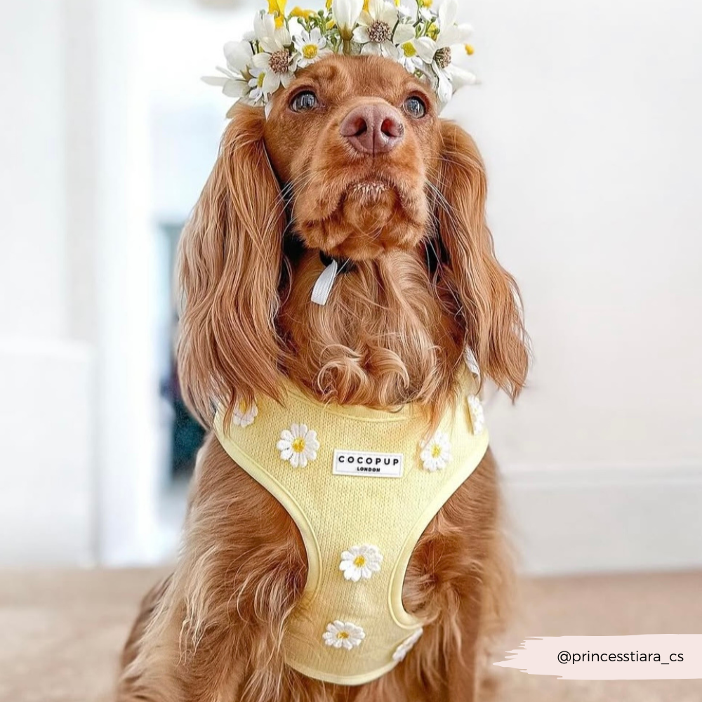 Harnais ajustable pour le cou Buttercup Pup : S
