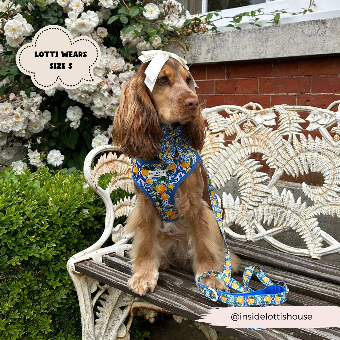 Arnés ajustable para perro con cuello estilo limón Amalfi: L