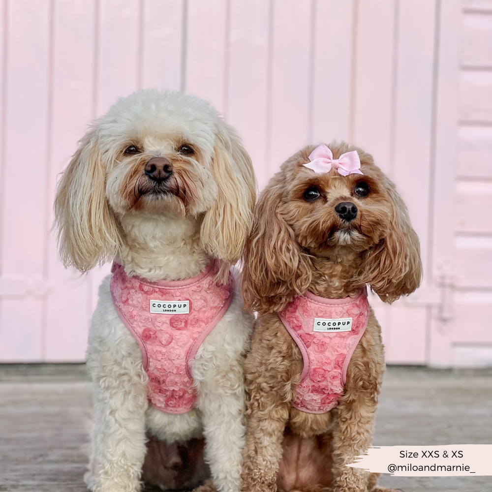 Arnés de cuello ajustable Peony Pup: M