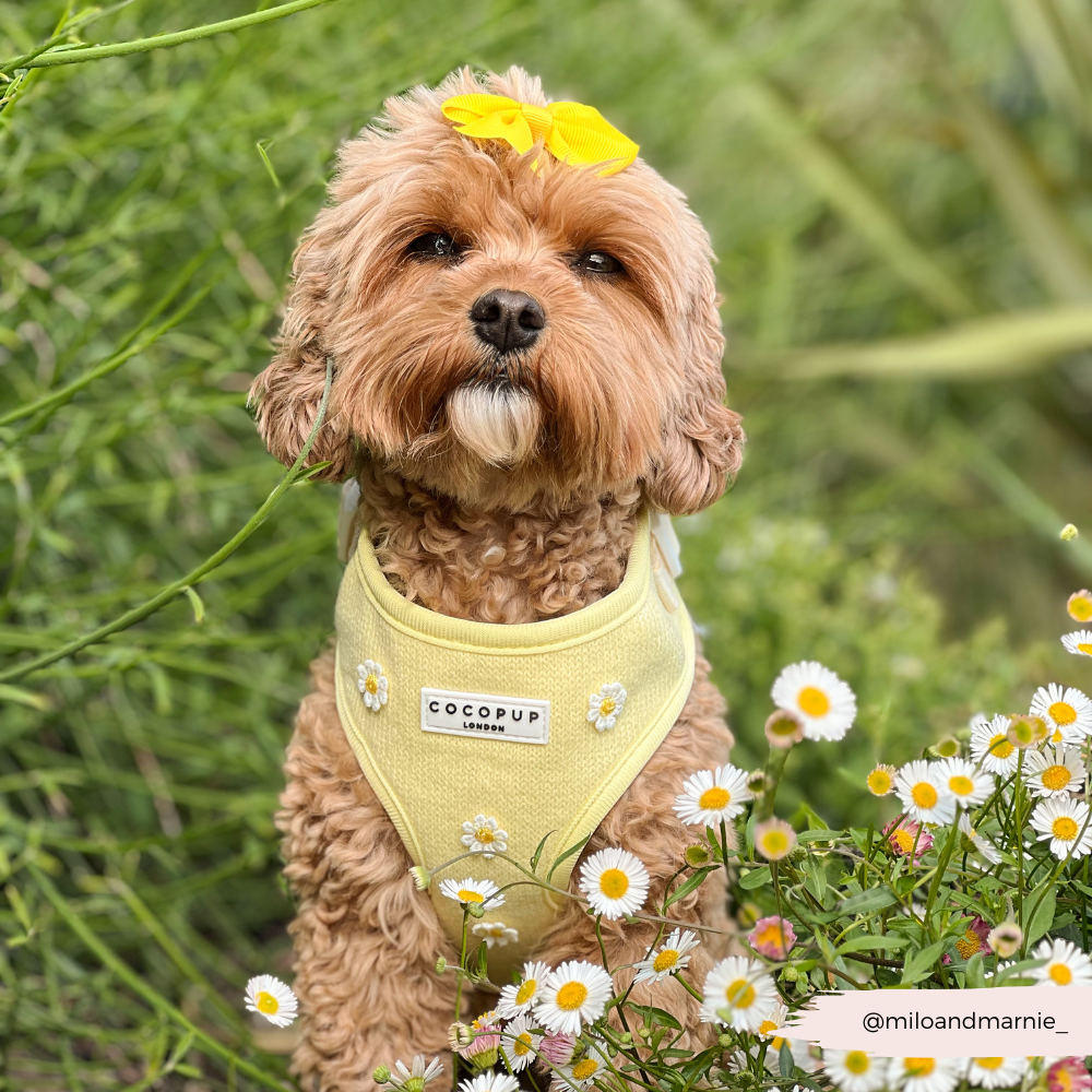 Harnais ajustable pour le cou Buttercup Pup : S