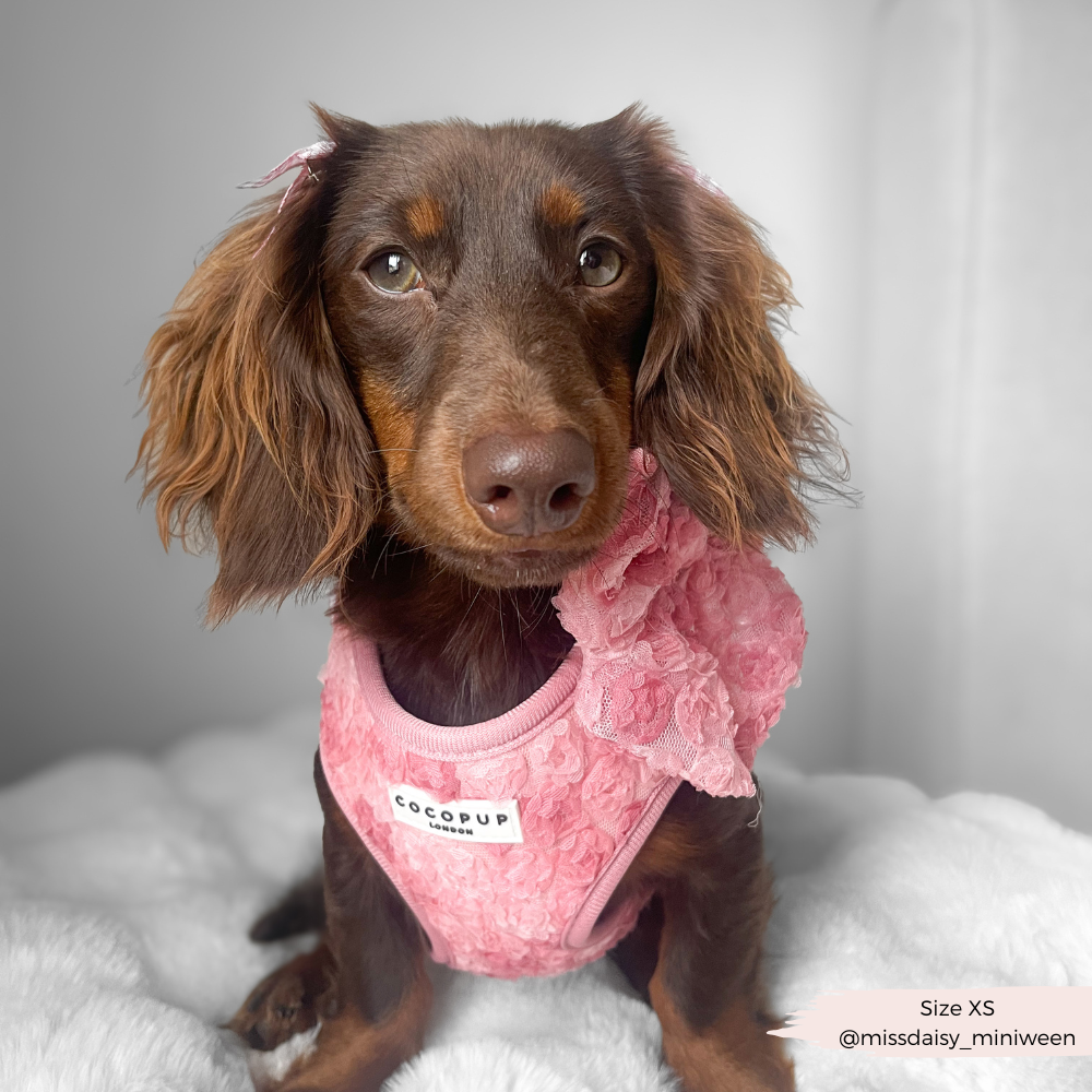 Arnés de cuello ajustable Peony Pup: M