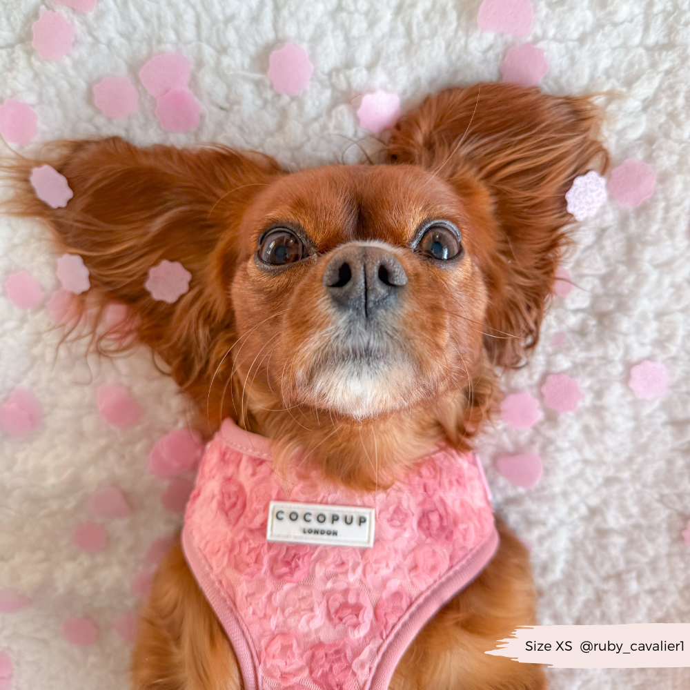 Arnés de cuello ajustable Peony Pup: M