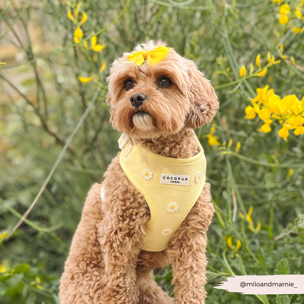 Harnais ajustable pour le cou Buttercup Pup : S