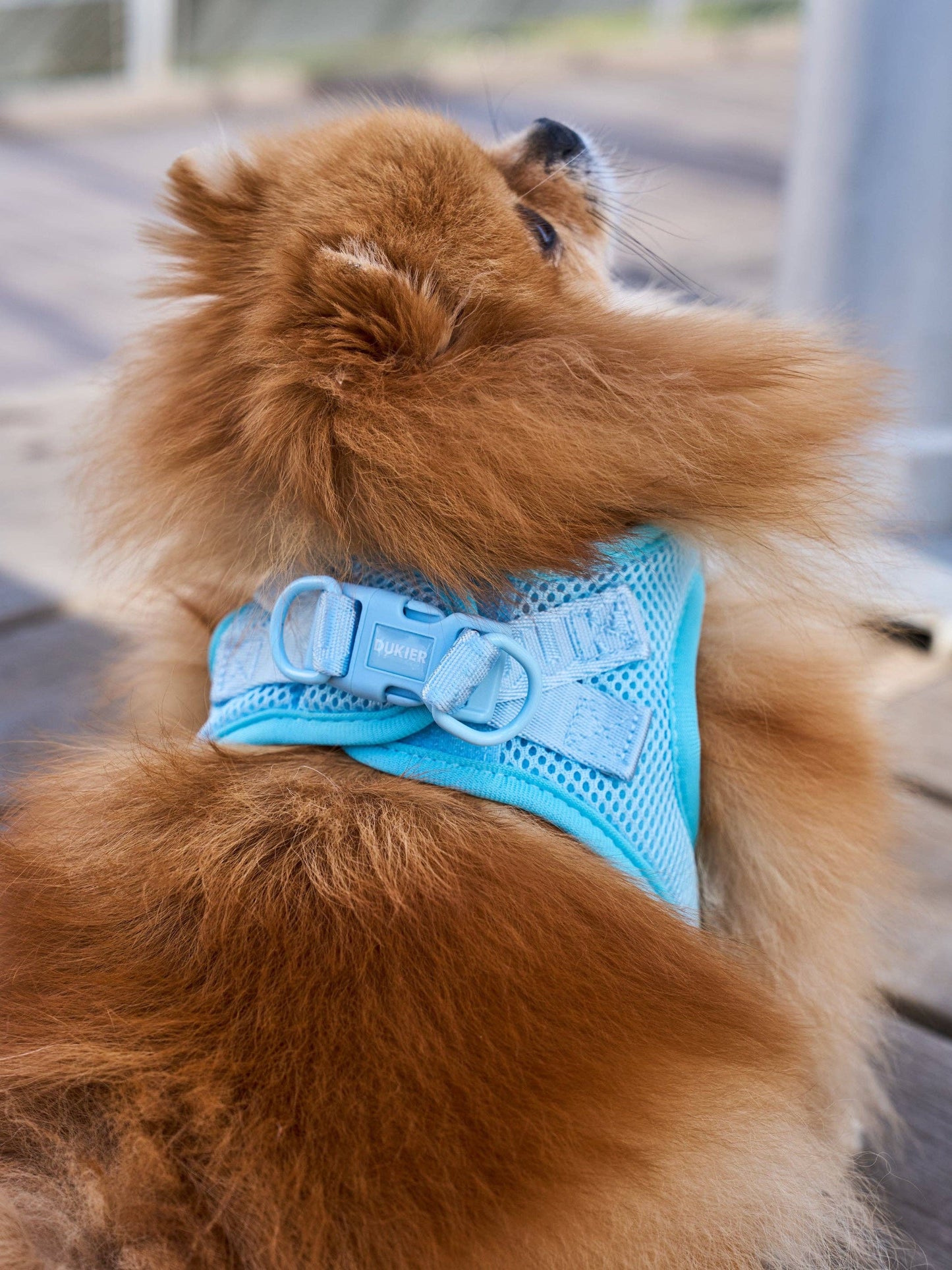 HARNAIS BODY CHIEN SOFT BLUE: M