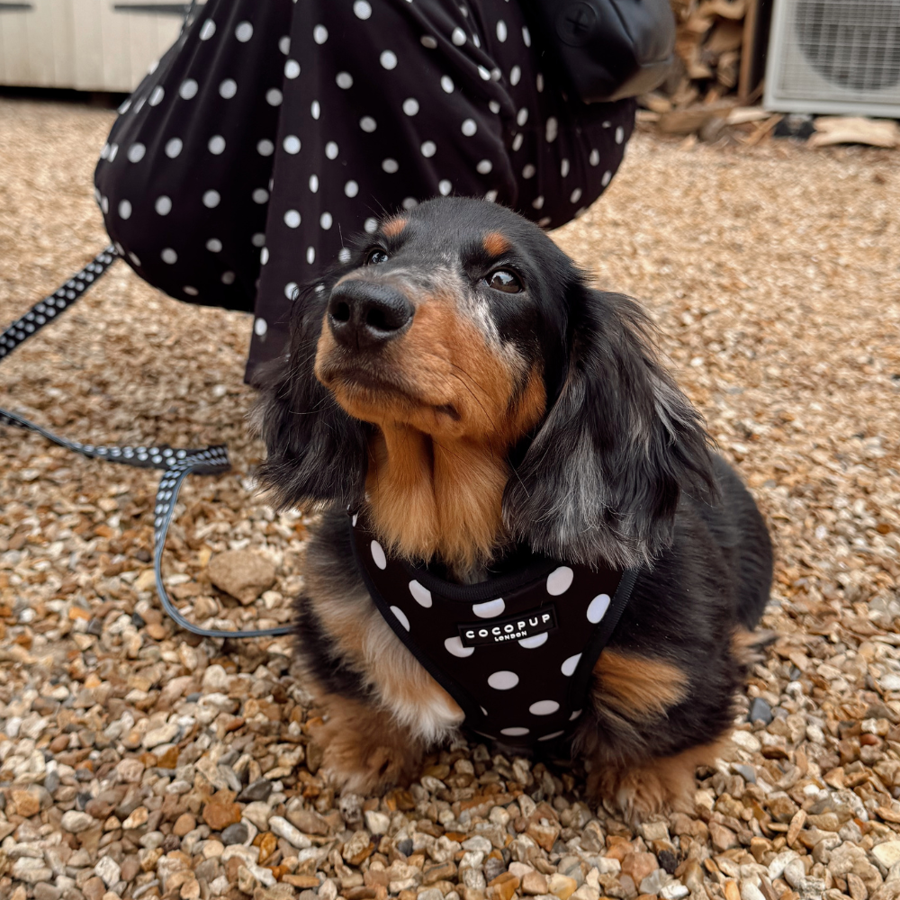 Harnais réglable pour chien en satin à pois: XS