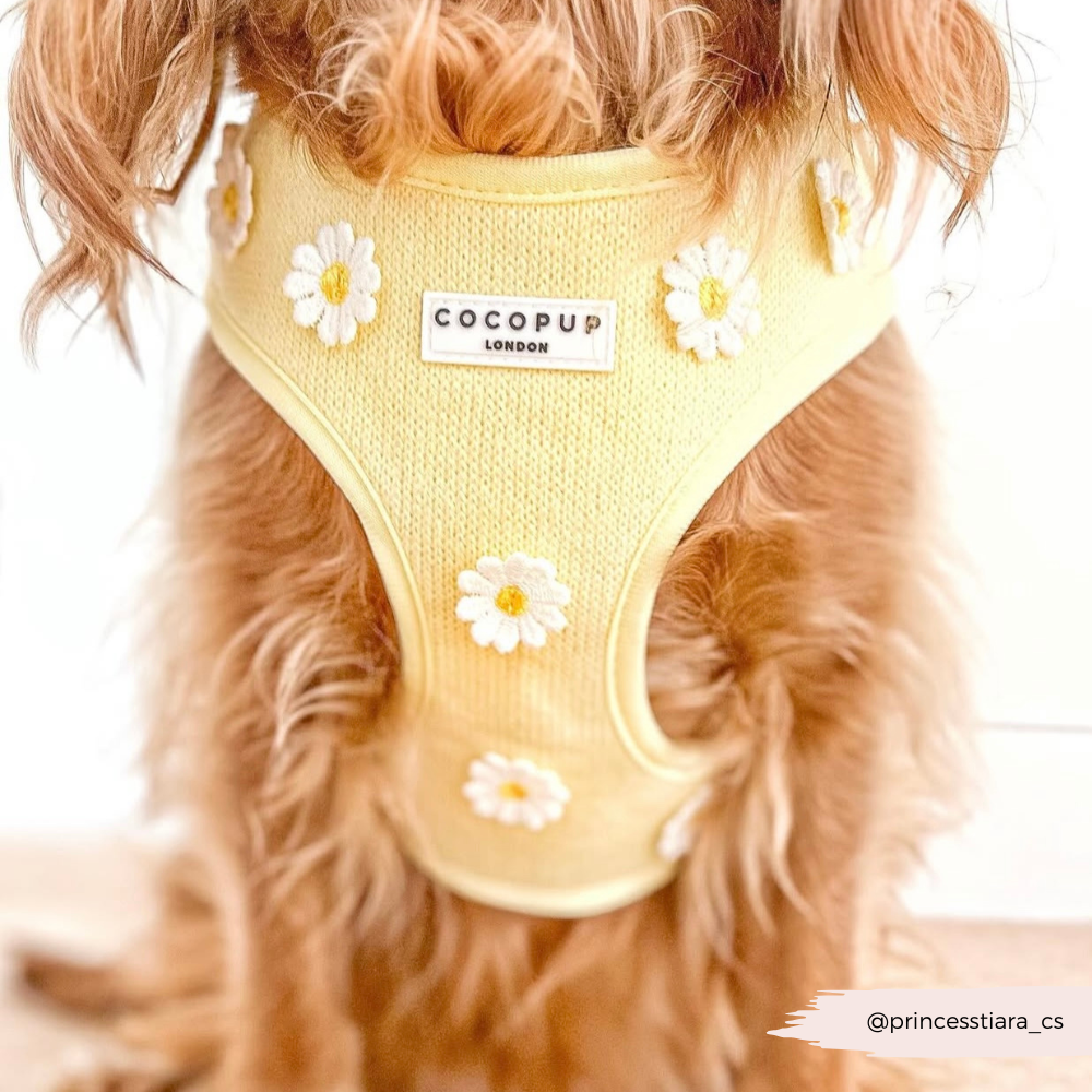 Harnais de cou réglable Buttercup Pup : L