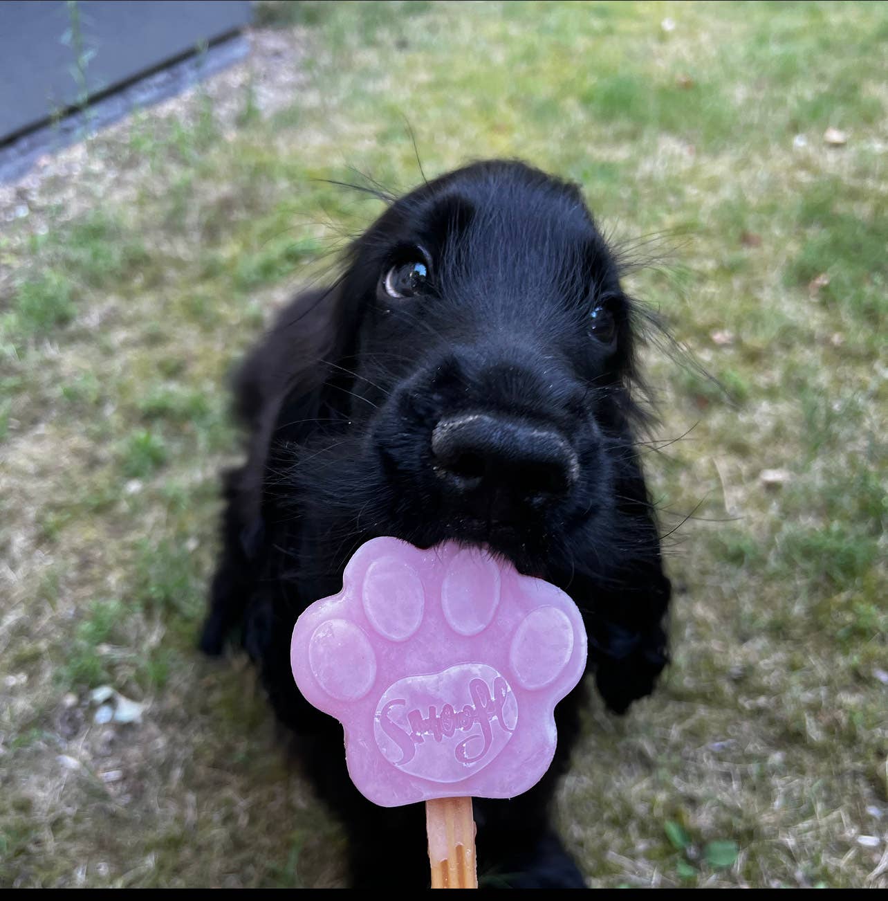 Mezcla de fresa para helado de perro